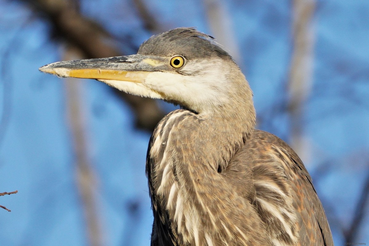 Great Blue Heron - ML355331581