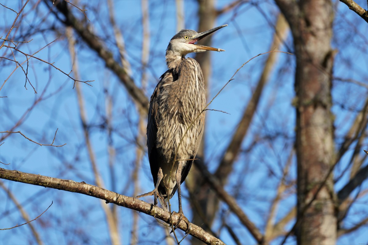 Great Blue Heron - ML355331641