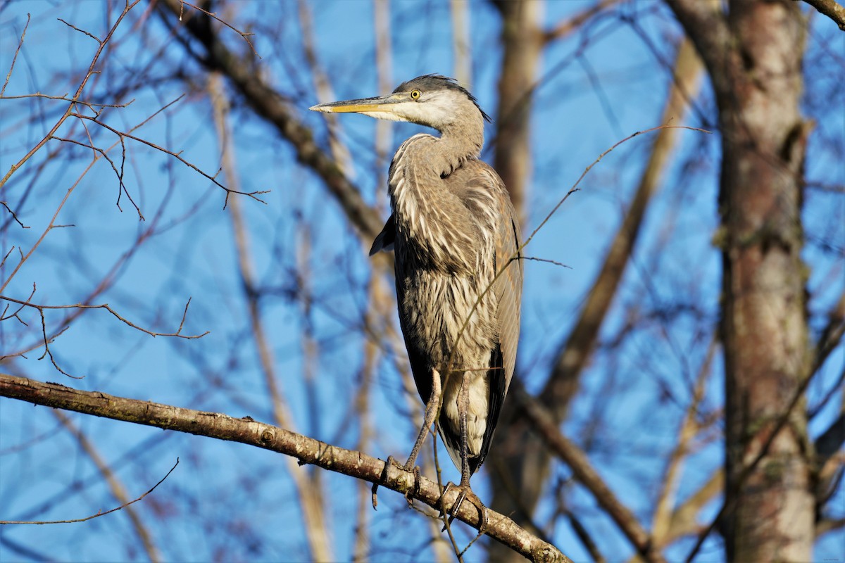 Great Blue Heron - ML355331651