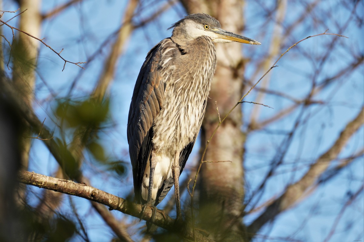 Great Blue Heron - ML355331661