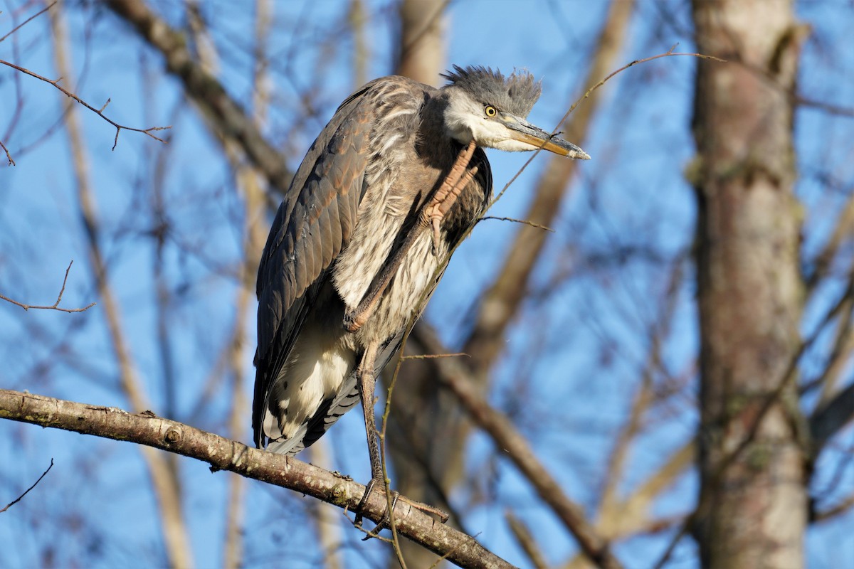 Great Blue Heron - ML355331671