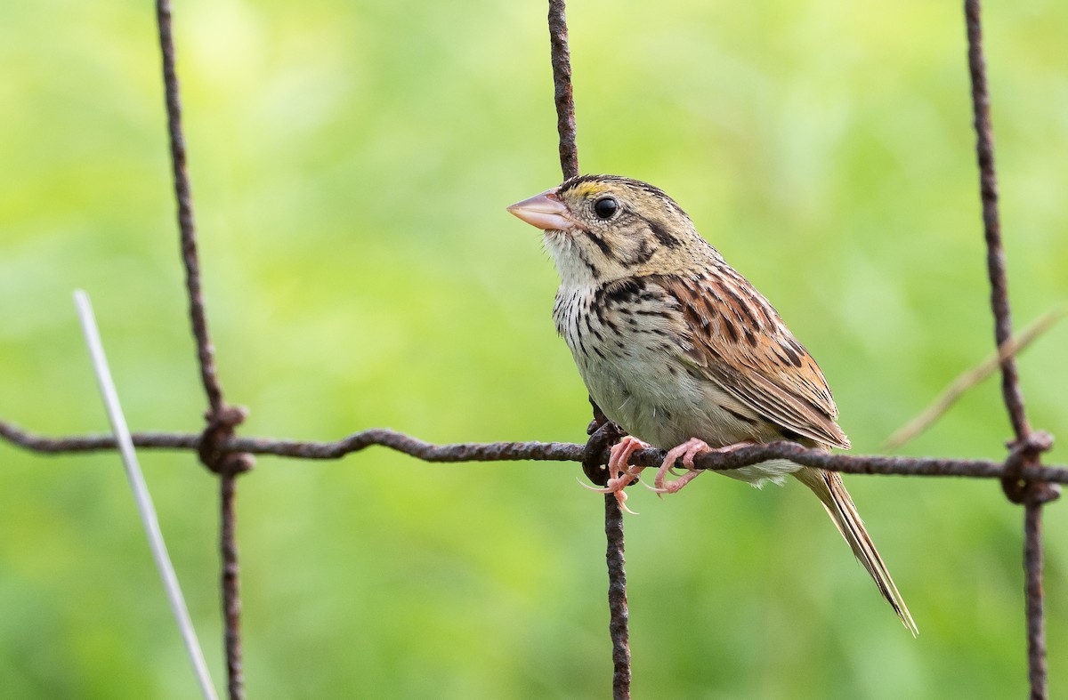 Henslow's Sparrow - ML355331991