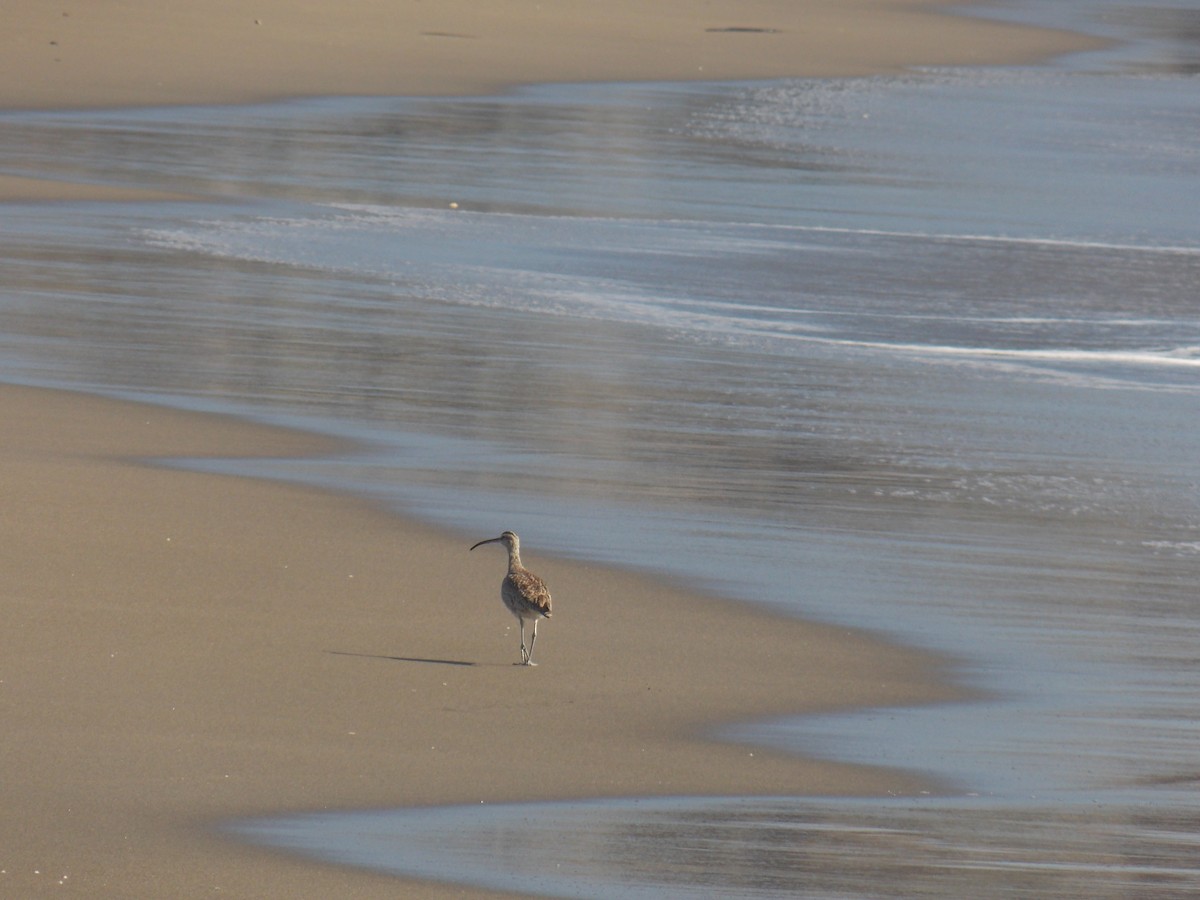 Whimbrel - César Piñones Cañete