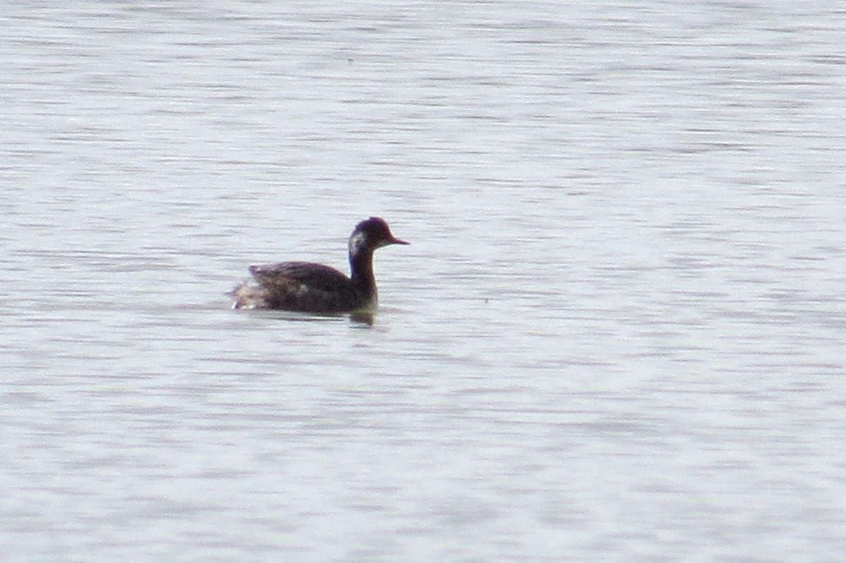 Eared Grebe - ML35533221