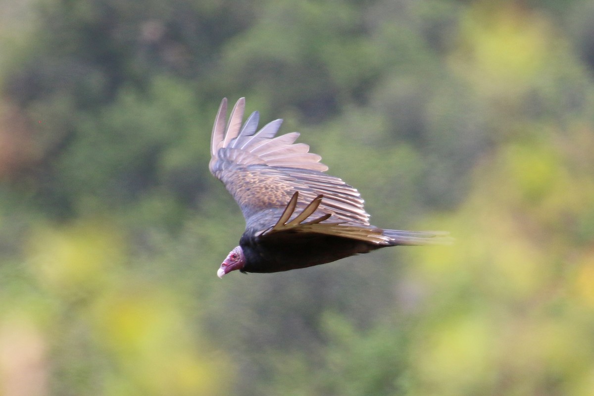 Urubu à tête rouge - ML355333431