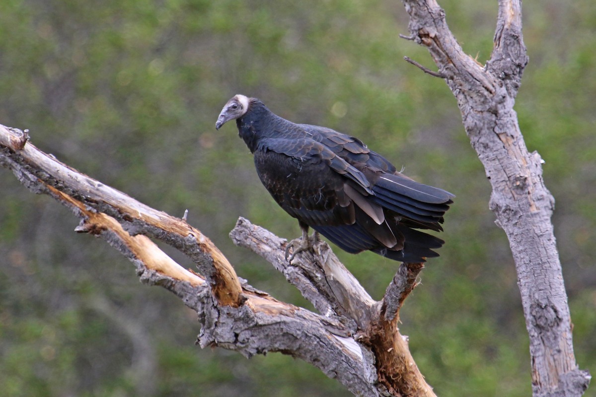 Turkey Vulture - ML355333441