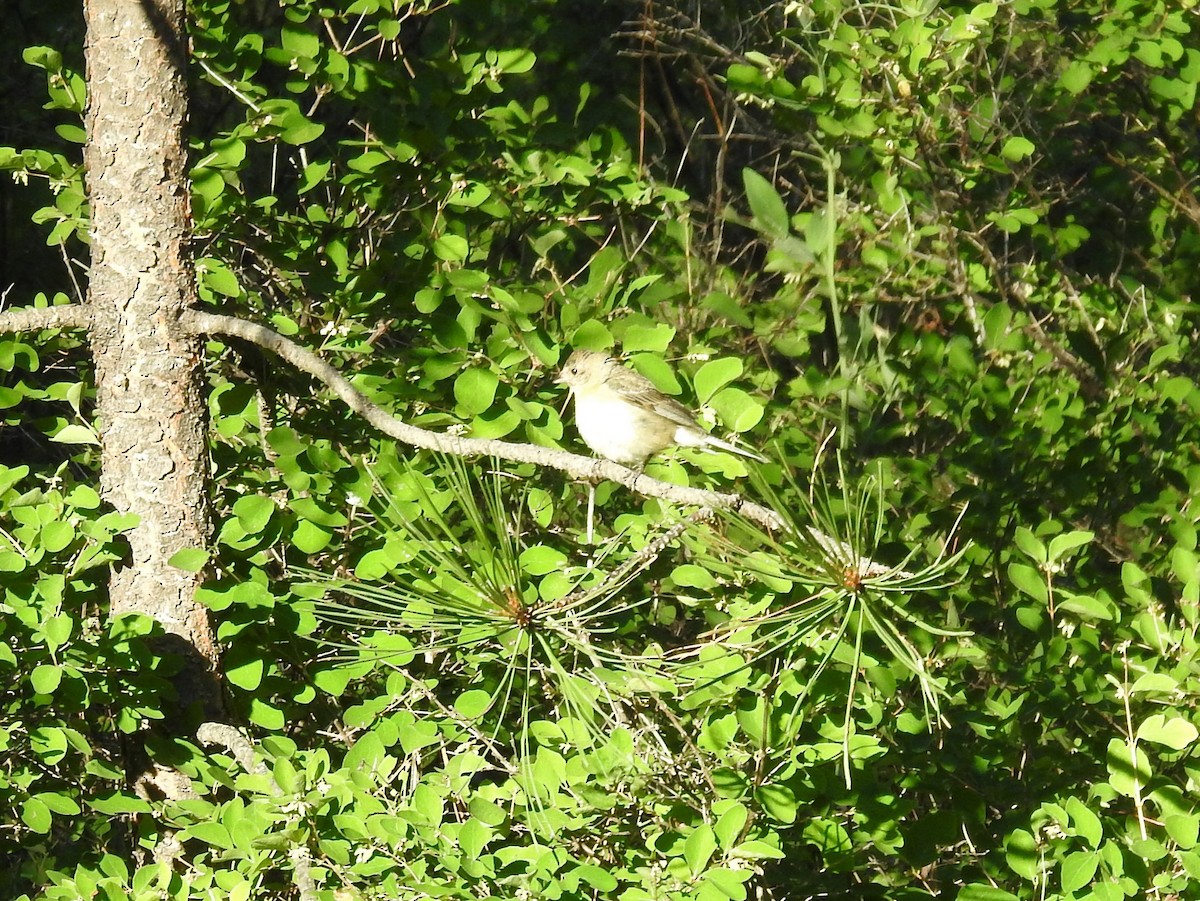 Lazuli Bunting - ML355333521