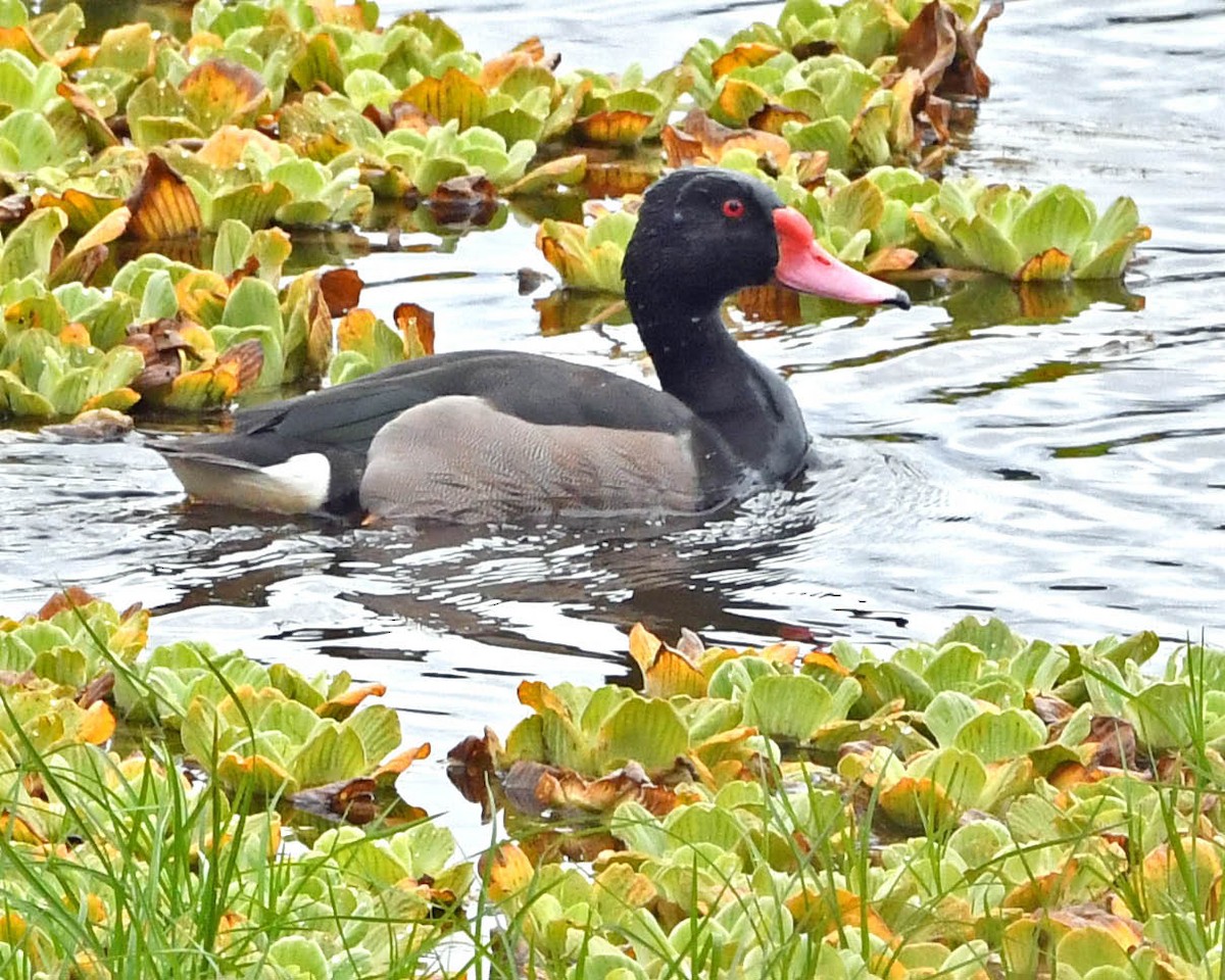 Rosy-billed Pochard - ML355333921