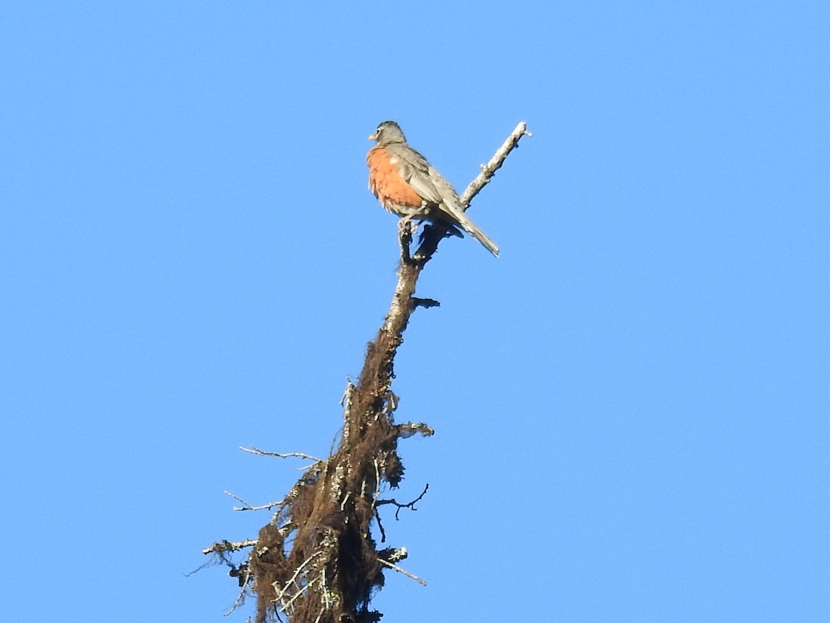 American Robin - ML355334051