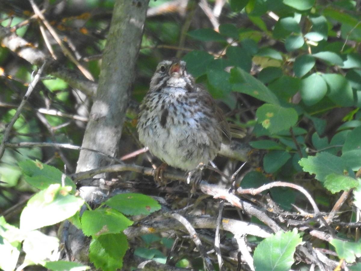 Song Sparrow - ML355334301