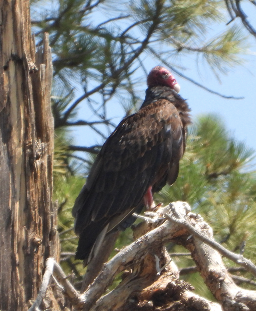 Turkey Vulture - ML355336251