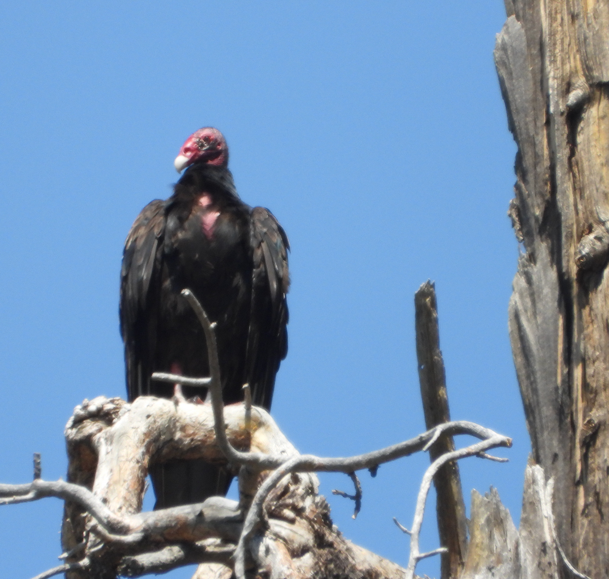 Turkey Vulture - ML355336281