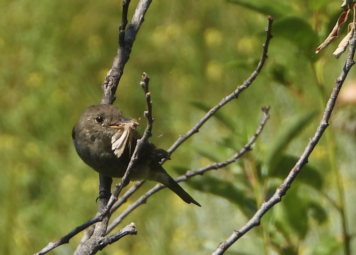 Western Wood-Pewee - ML355336391