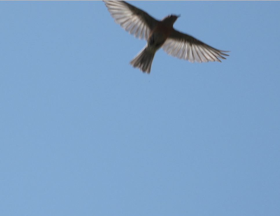 Western Bluebird - ML355336421