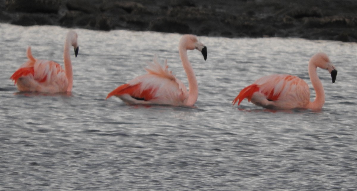 Şili Flamingosu - ML355336471