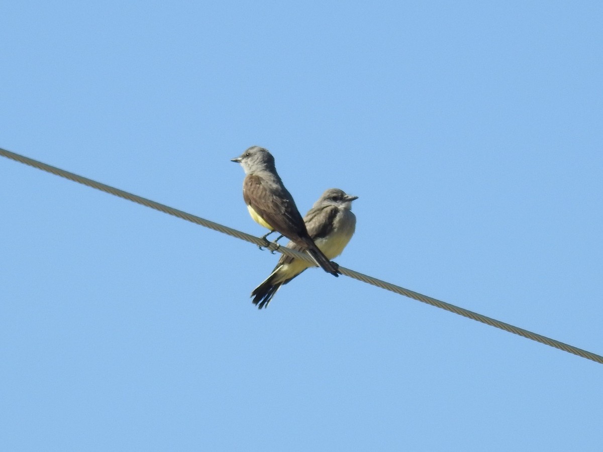 Western Kingbird - ML355336941