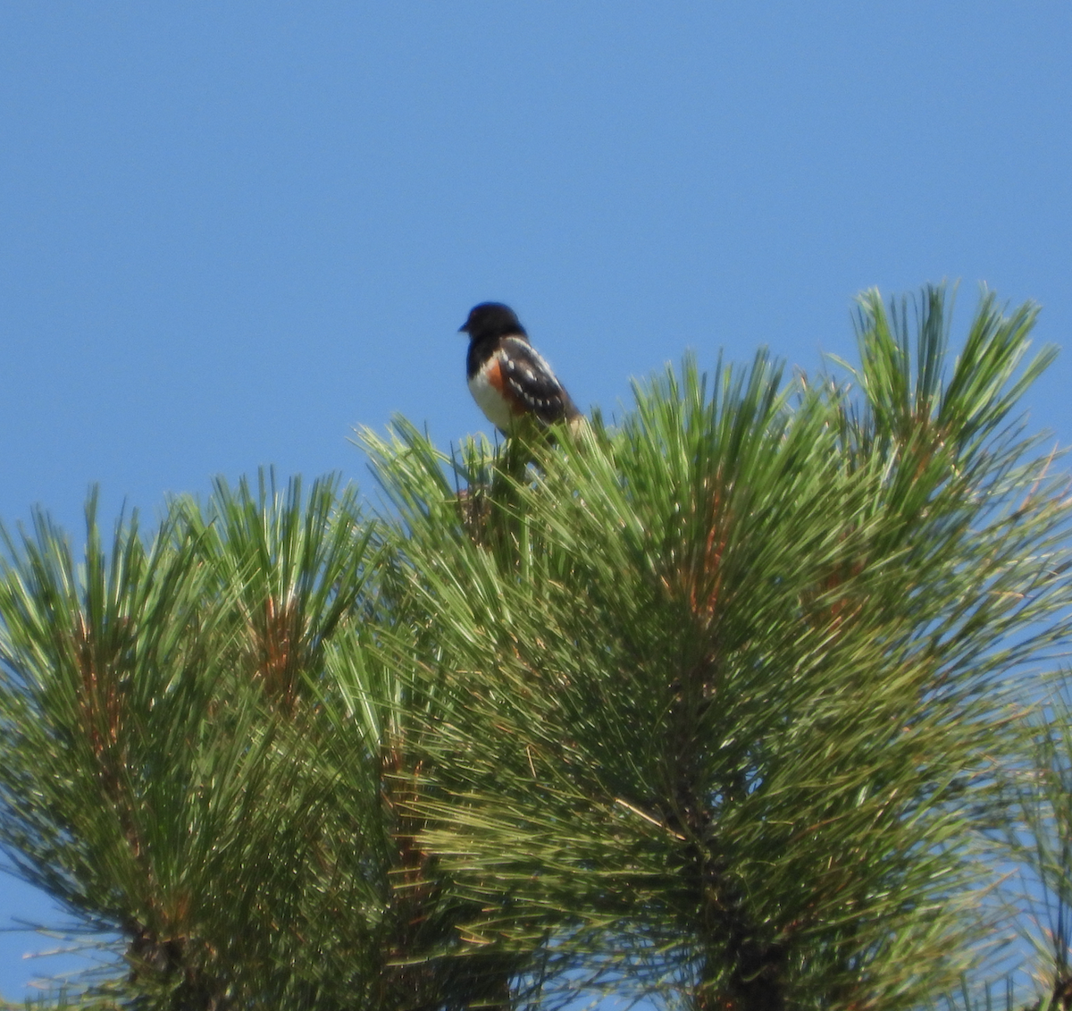Spotted Towhee - ML355337071