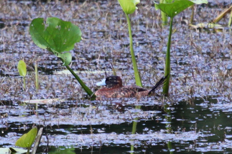 Masked Duck - ML355337391