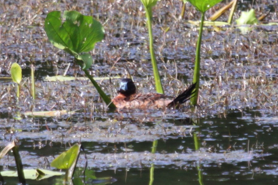 Masked Duck - Greg Page