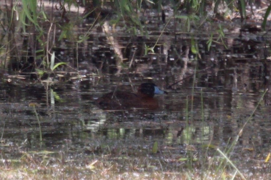 Masked Duck - ML355337471