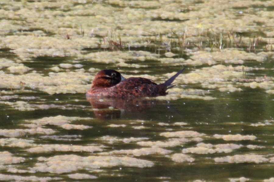 Masked Duck - ML355338431