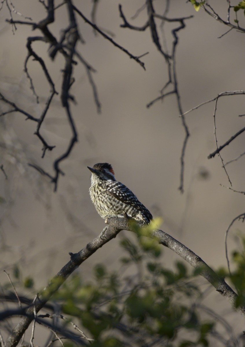 Striped Woodpecker - ML355338991