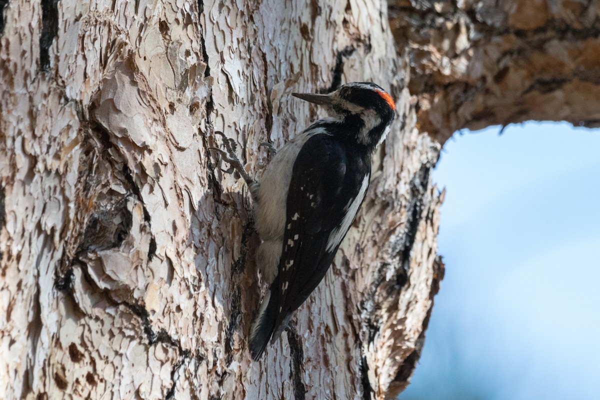 Hairy Woodpecker - ML355339421