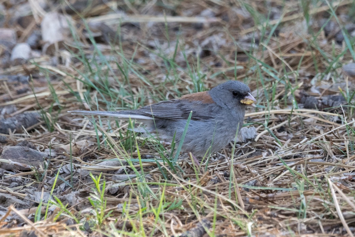 Dark-eyed Junco (Gray-headed) - ML355339511