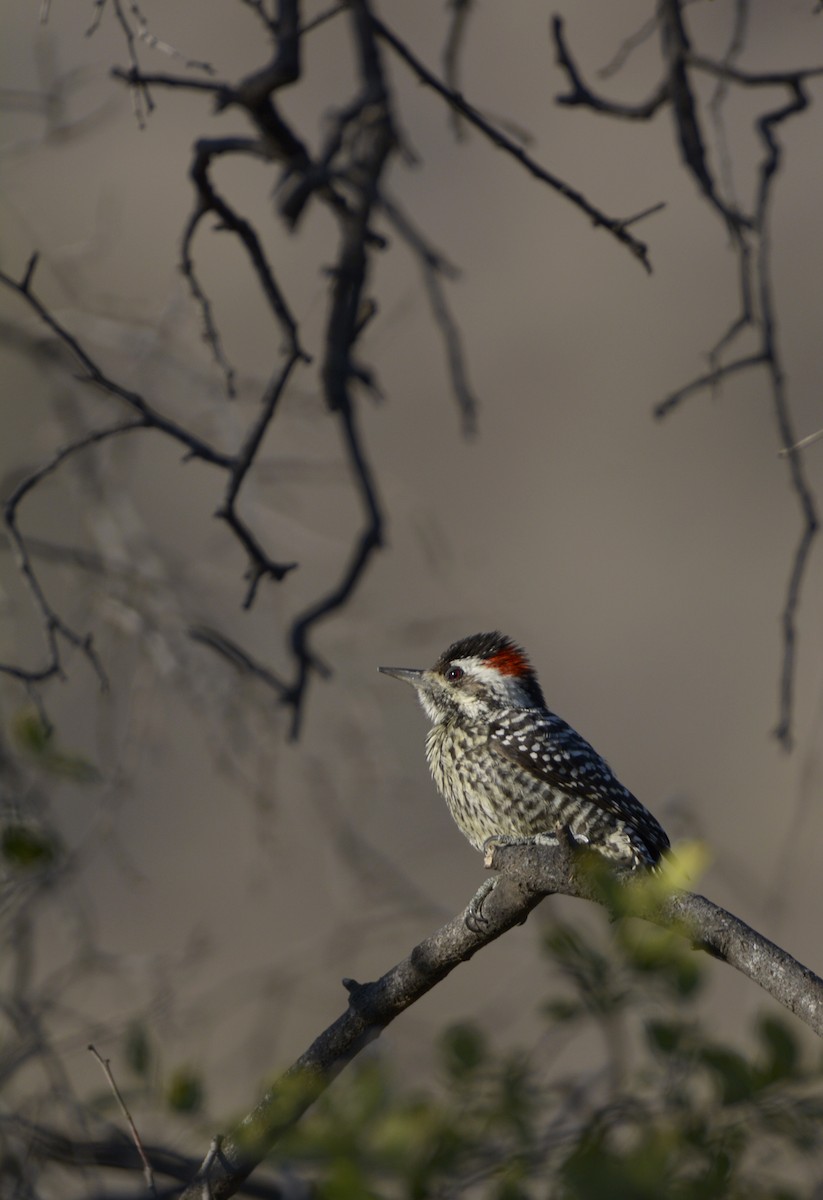 Striped Woodpecker - Marisol Paz Oporto Fuentes