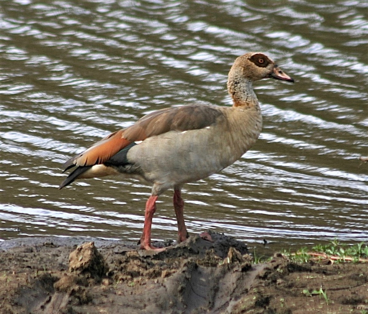 Egyptian Goose - ML355340041