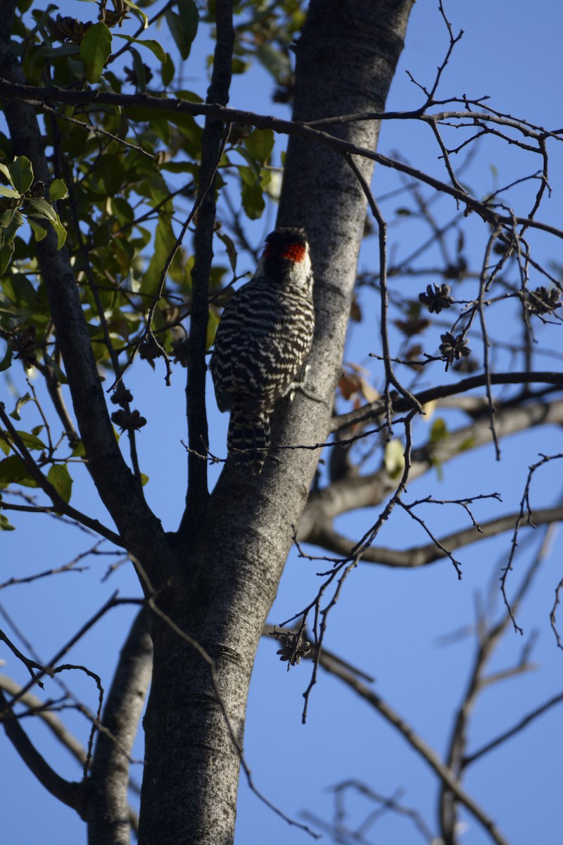 Striped Woodpecker - ML355340321