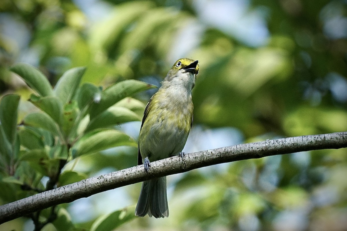 White-eyed Vireo - ML355341371