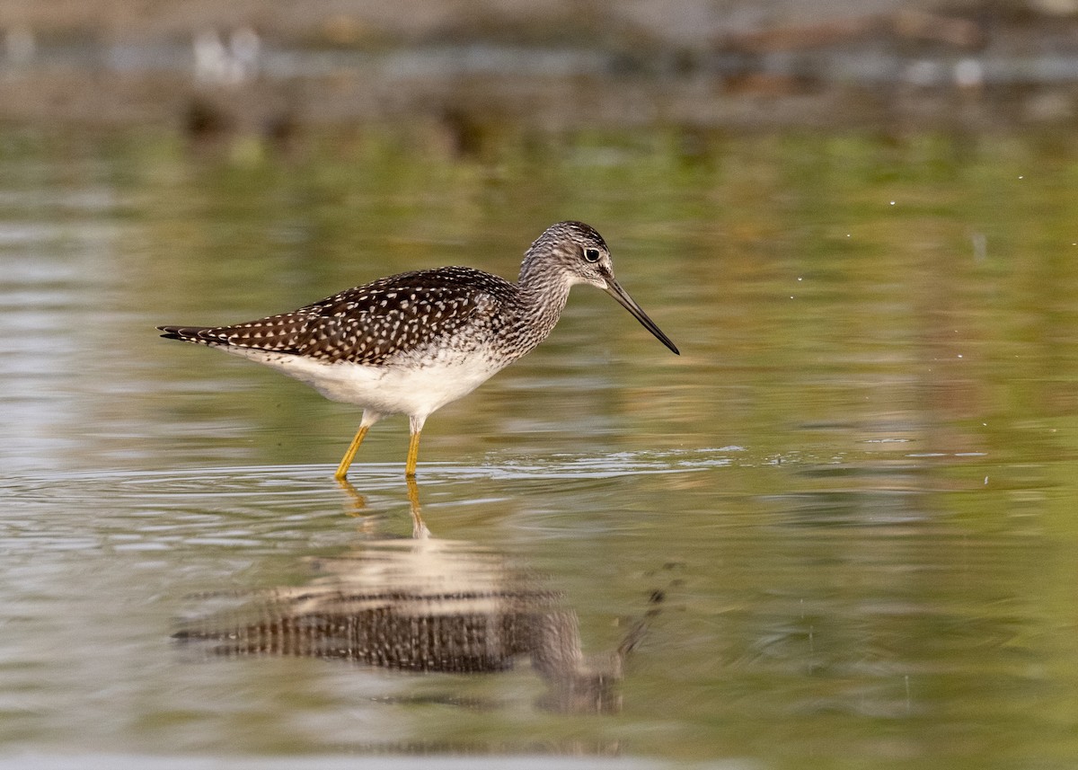 Greater Yellowlegs - Bob Martinka