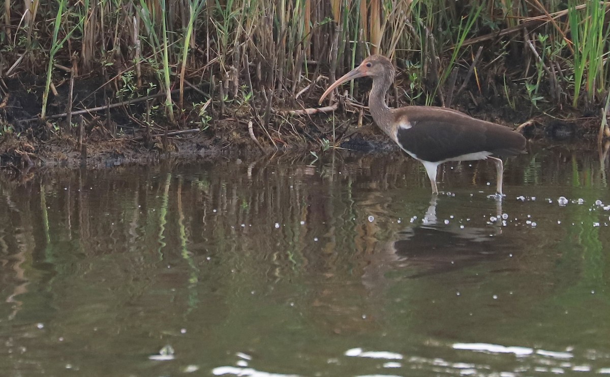 White Ibis - Rob Bielawski