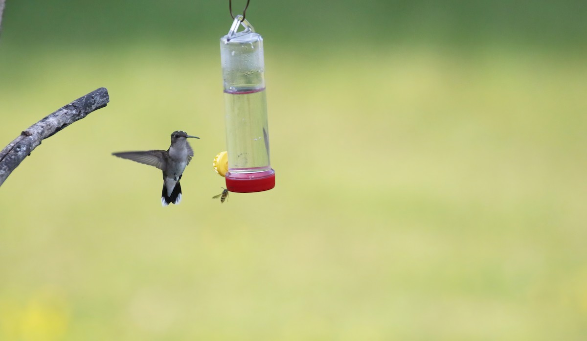 Colibrí Gorjirrubí - ML355344501