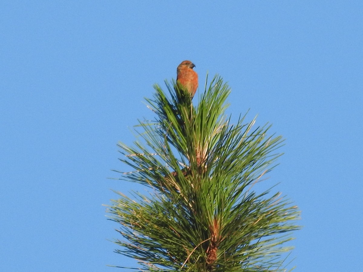 Red Crossbill - ML355344711