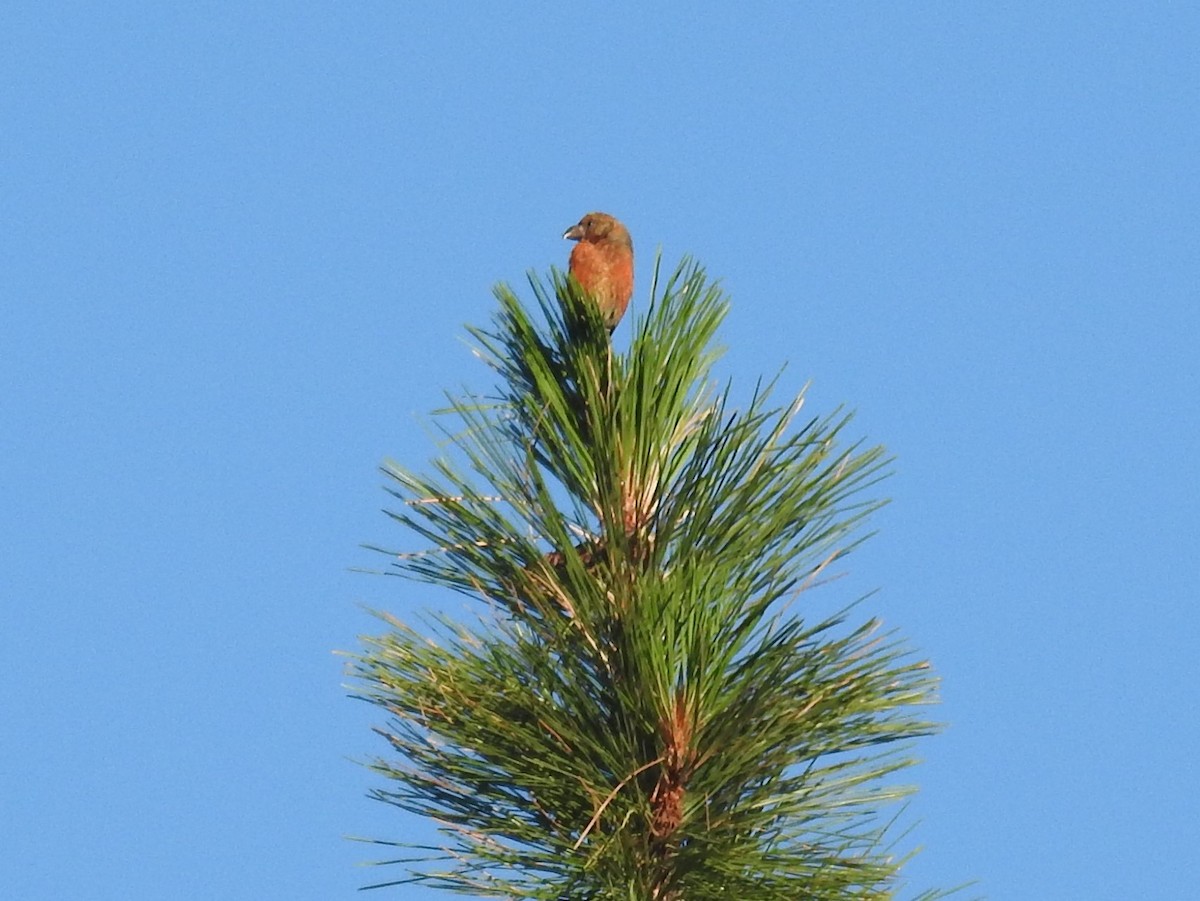 Red Crossbill - ML355344721