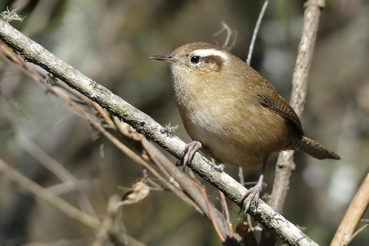 Mountain Wren - ML355344821