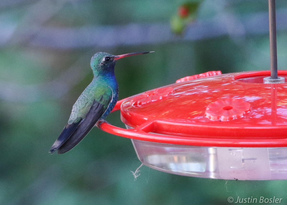 Colibrí Piquiancho Común - ML355345071