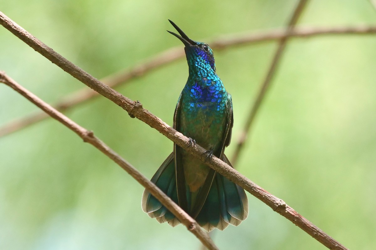 kolibřík zelený - ML355346051