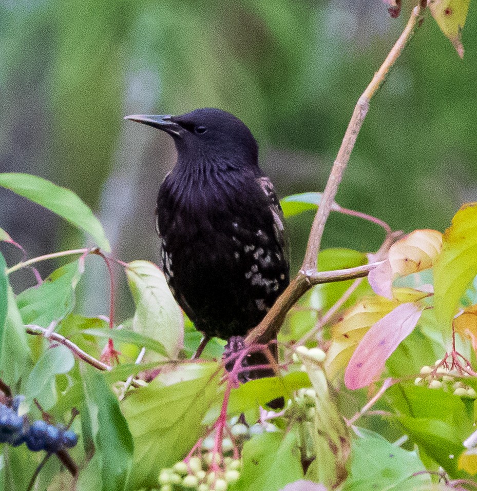 European Starling - ML355346151