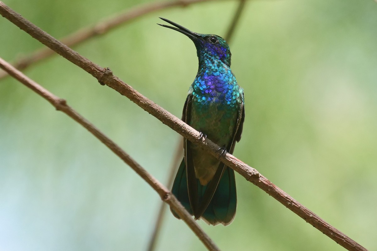 Mexican Violetear - Kristy Baker