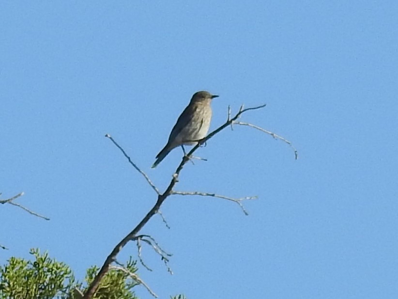 Mountain Bluebird - ML355348151