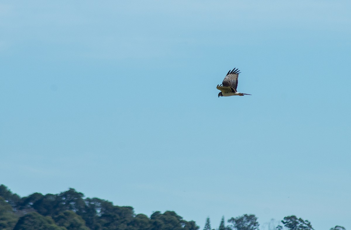 Long-winged Harrier - ML355350651