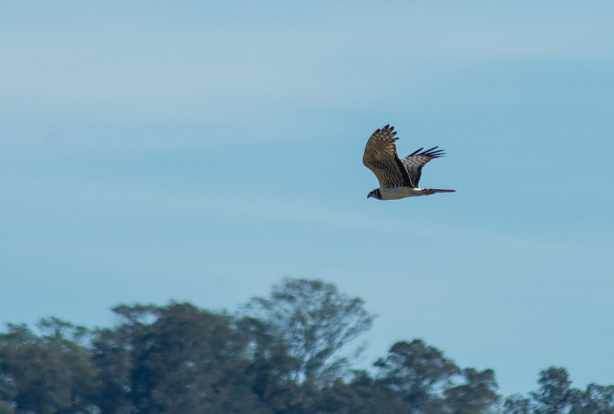 Long-winged Harrier - LUCIANO BERNARDES