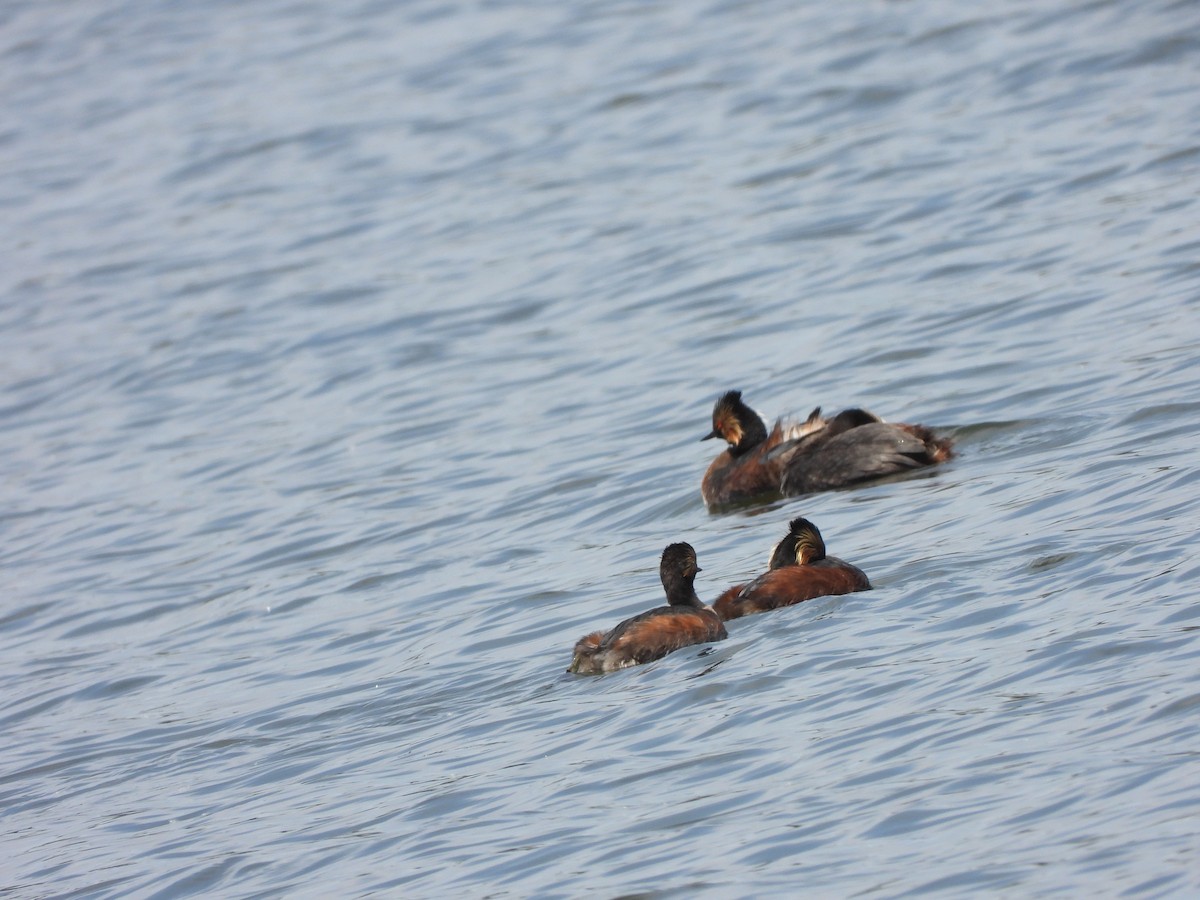 Eared Grebe - ML355351281