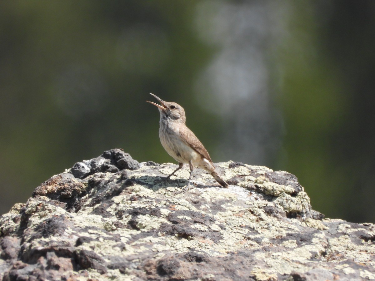 Troglodyte des rochers - ML355351331