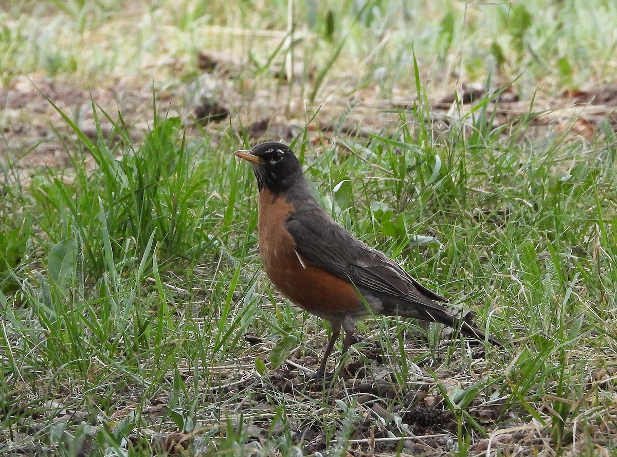 American Robin - ML355351421