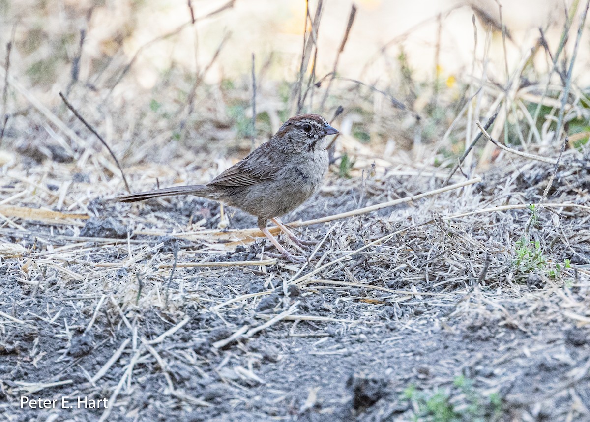 Rufous-crowned Sparrow - ML355352151