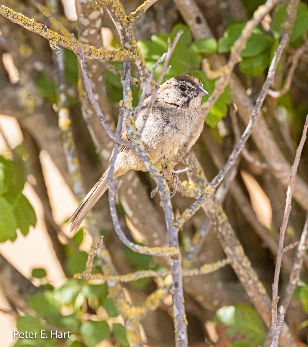 Rufous-crowned Sparrow - ML355352171